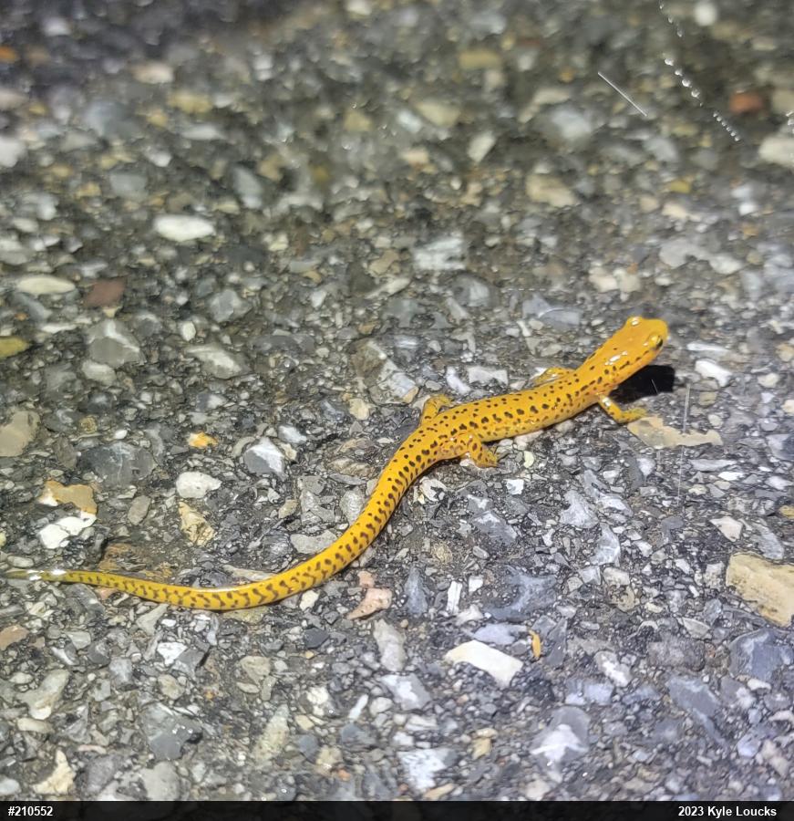 Eastern Long-tailed Salamander