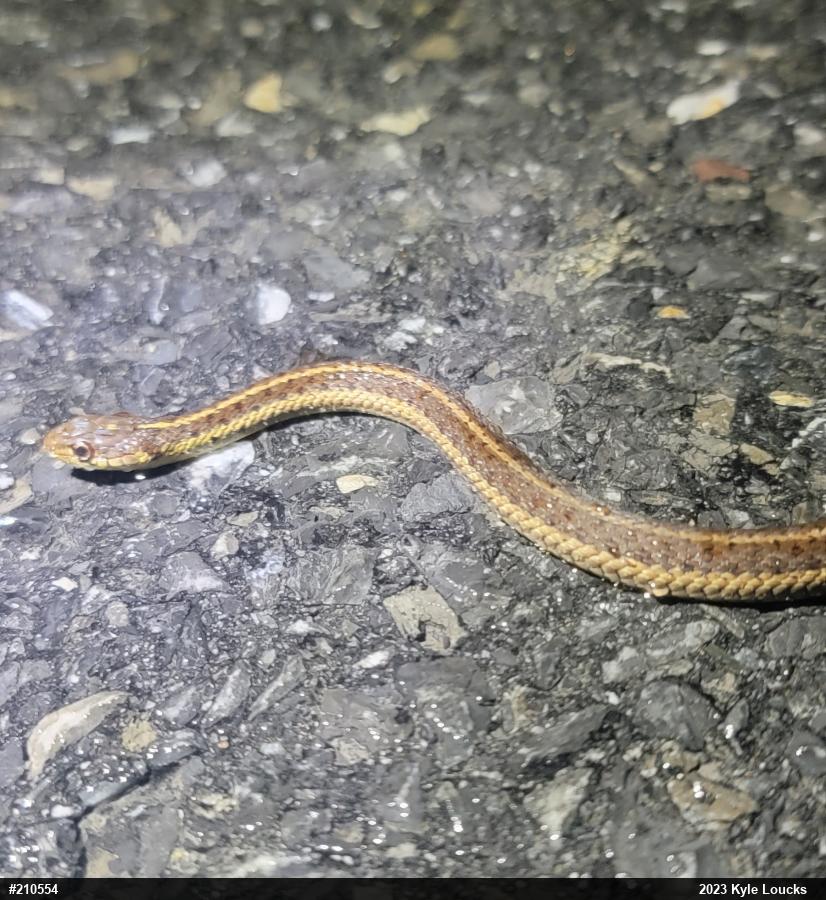Eastern Gartersnake