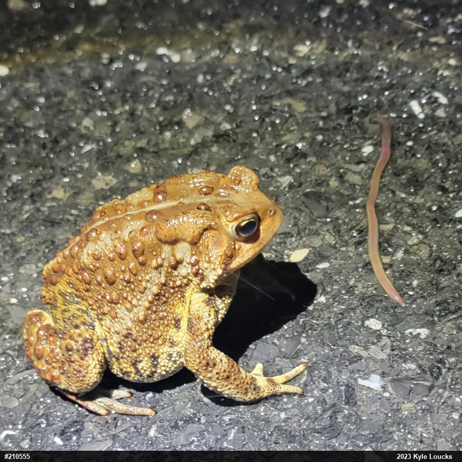 Eastern American Toad