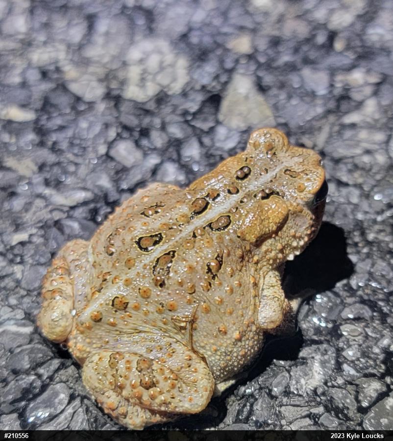 Eastern American Toad