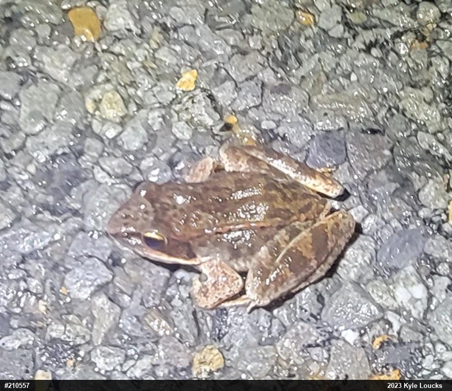 Wood Frog