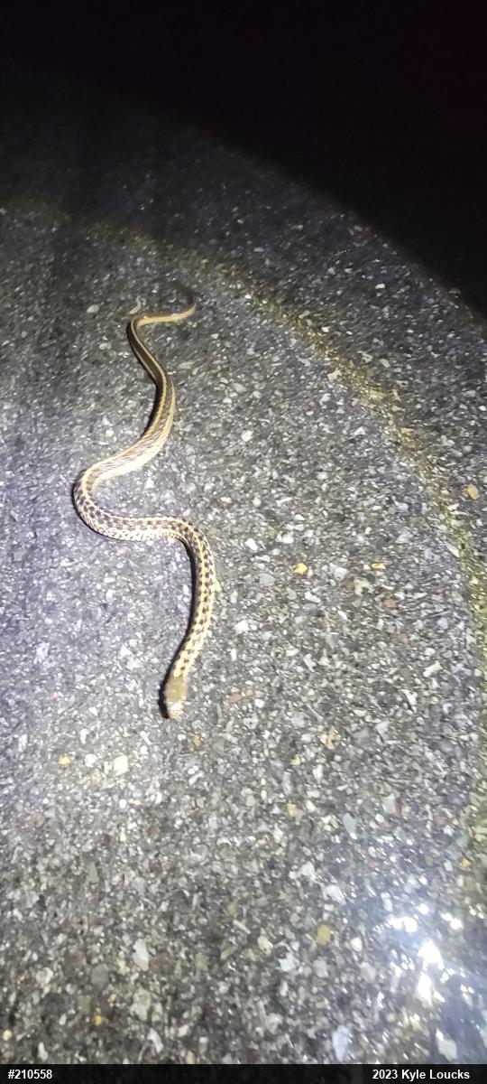 Eastern Gartersnake
