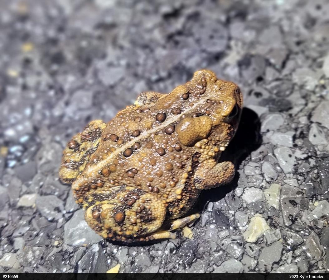Eastern American Toad