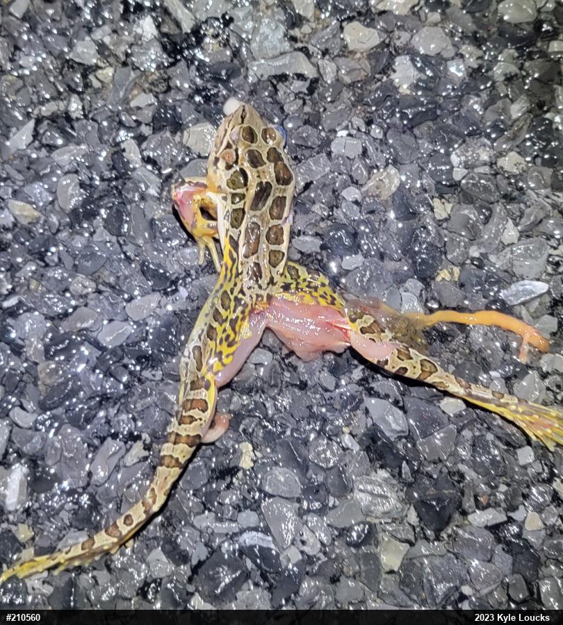 Pickerel Frog