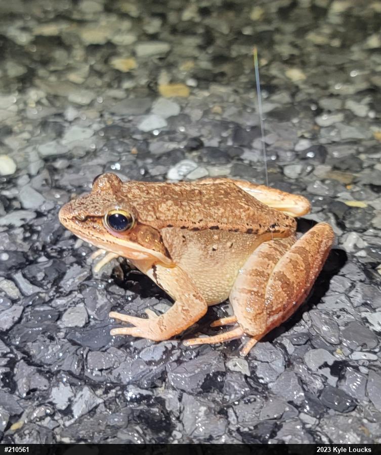 Wood Frog