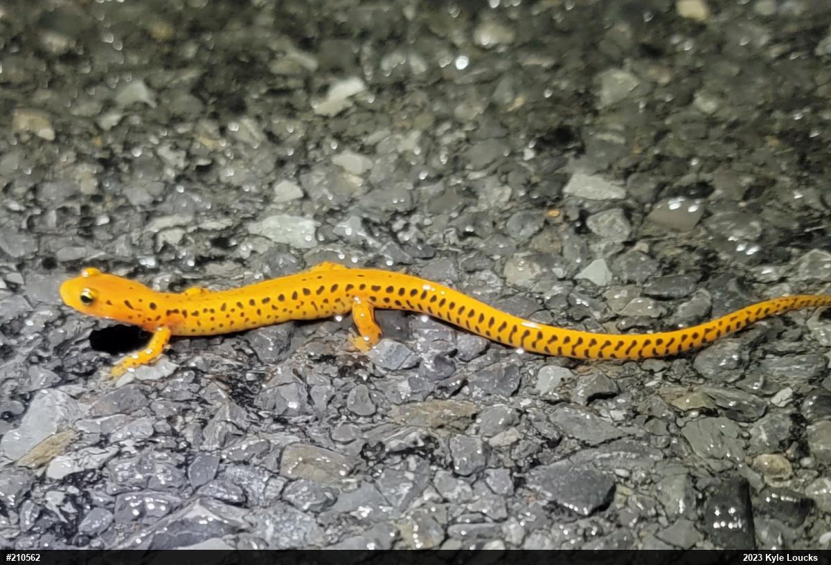 Eastern Long-tailed Salamander