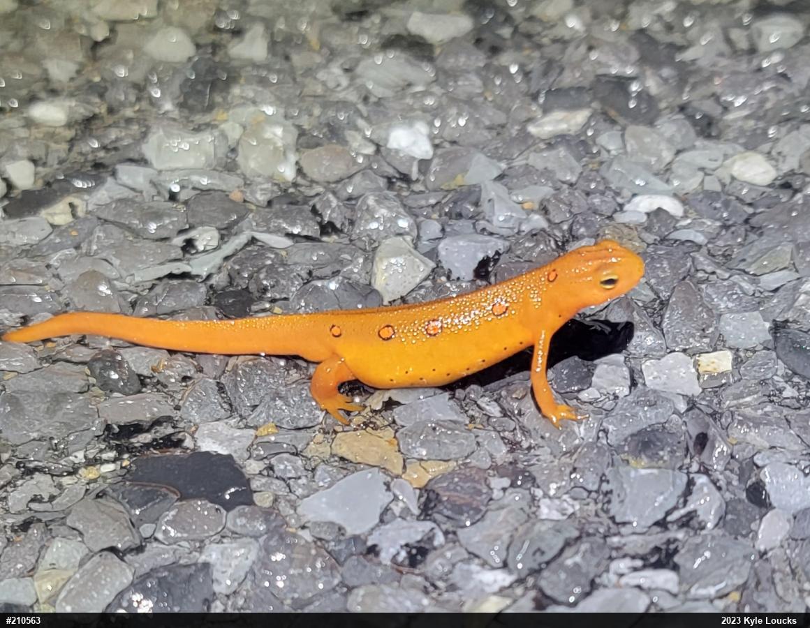 Red-spotted Newt
