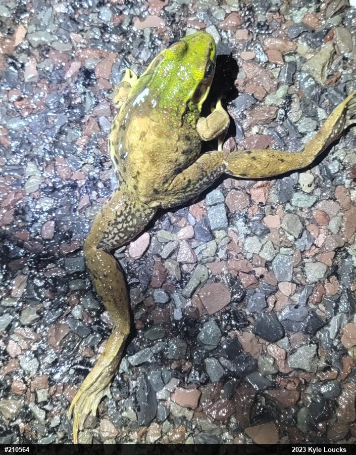 Green Frog