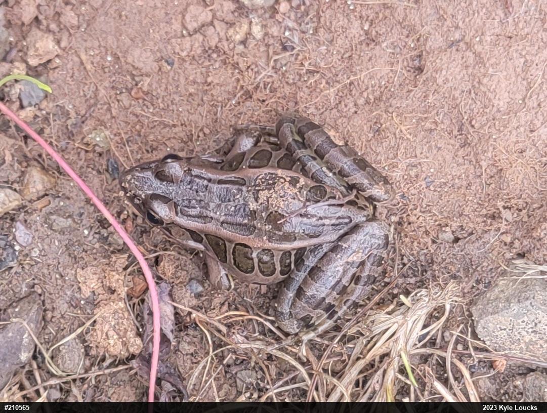 Pickerel Frog