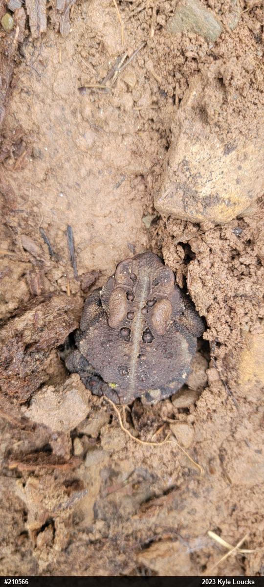 Eastern American Toad
