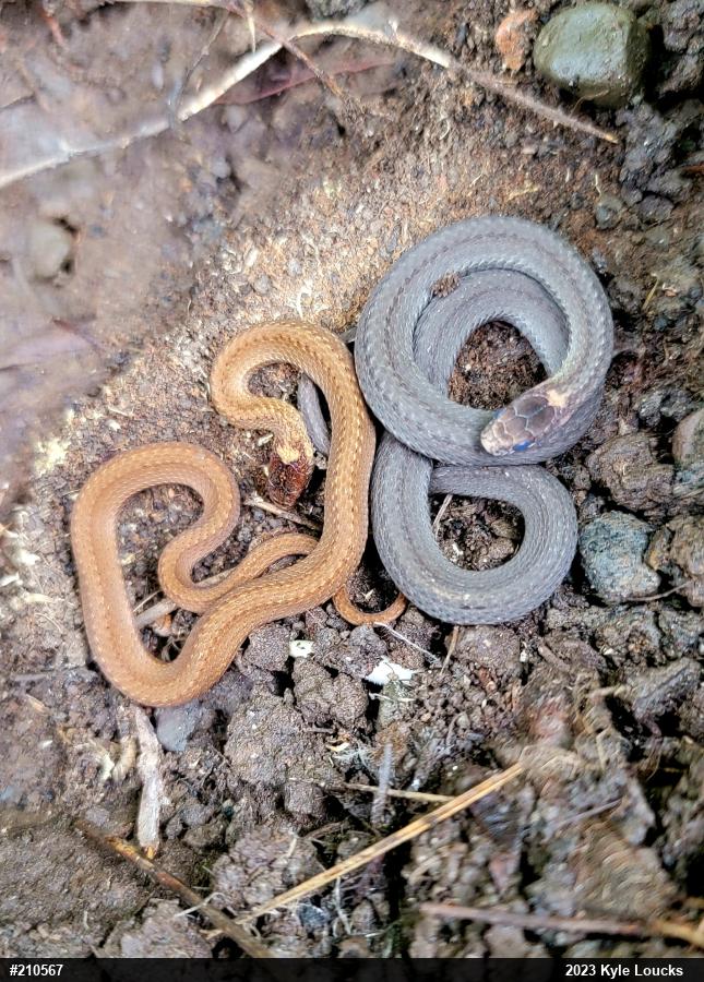 Red-bellied Snake