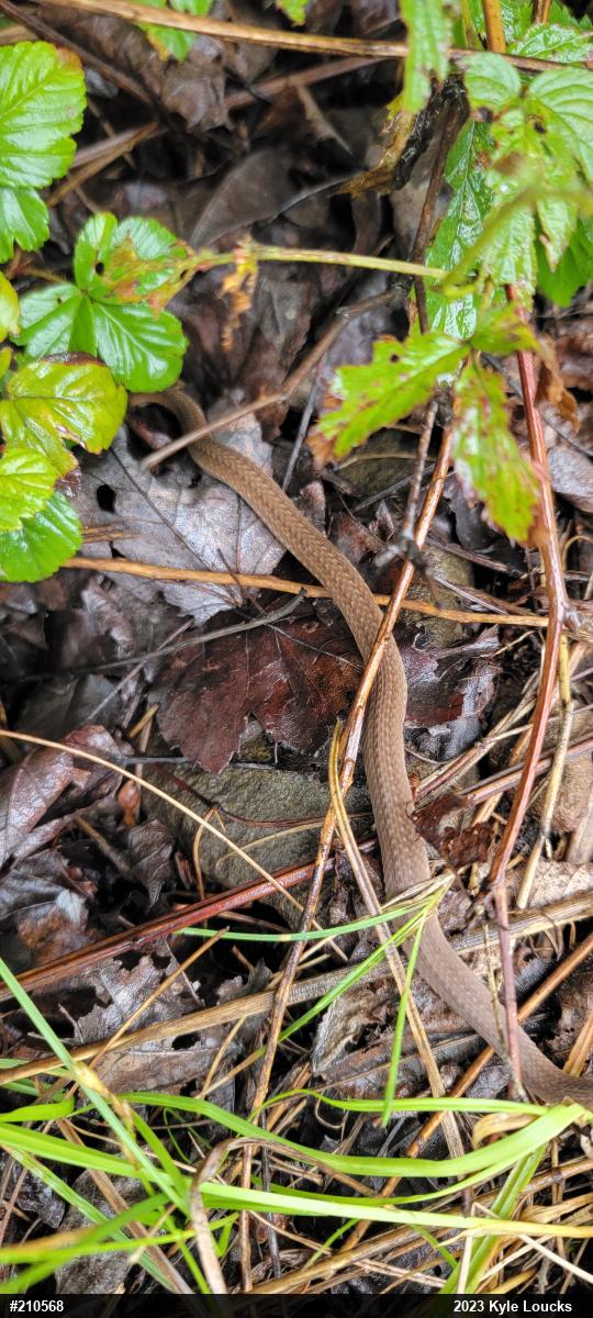 Red-bellied Snake