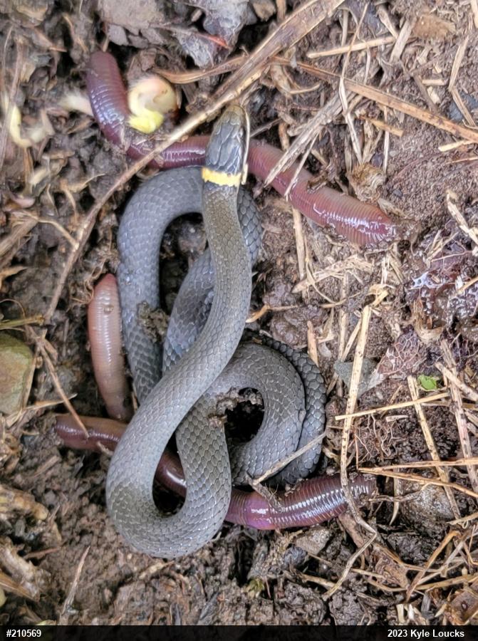 Northern Ring-necked Snake