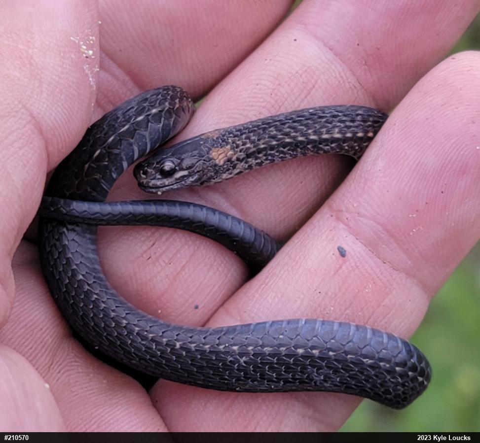 Red-bellied Snake