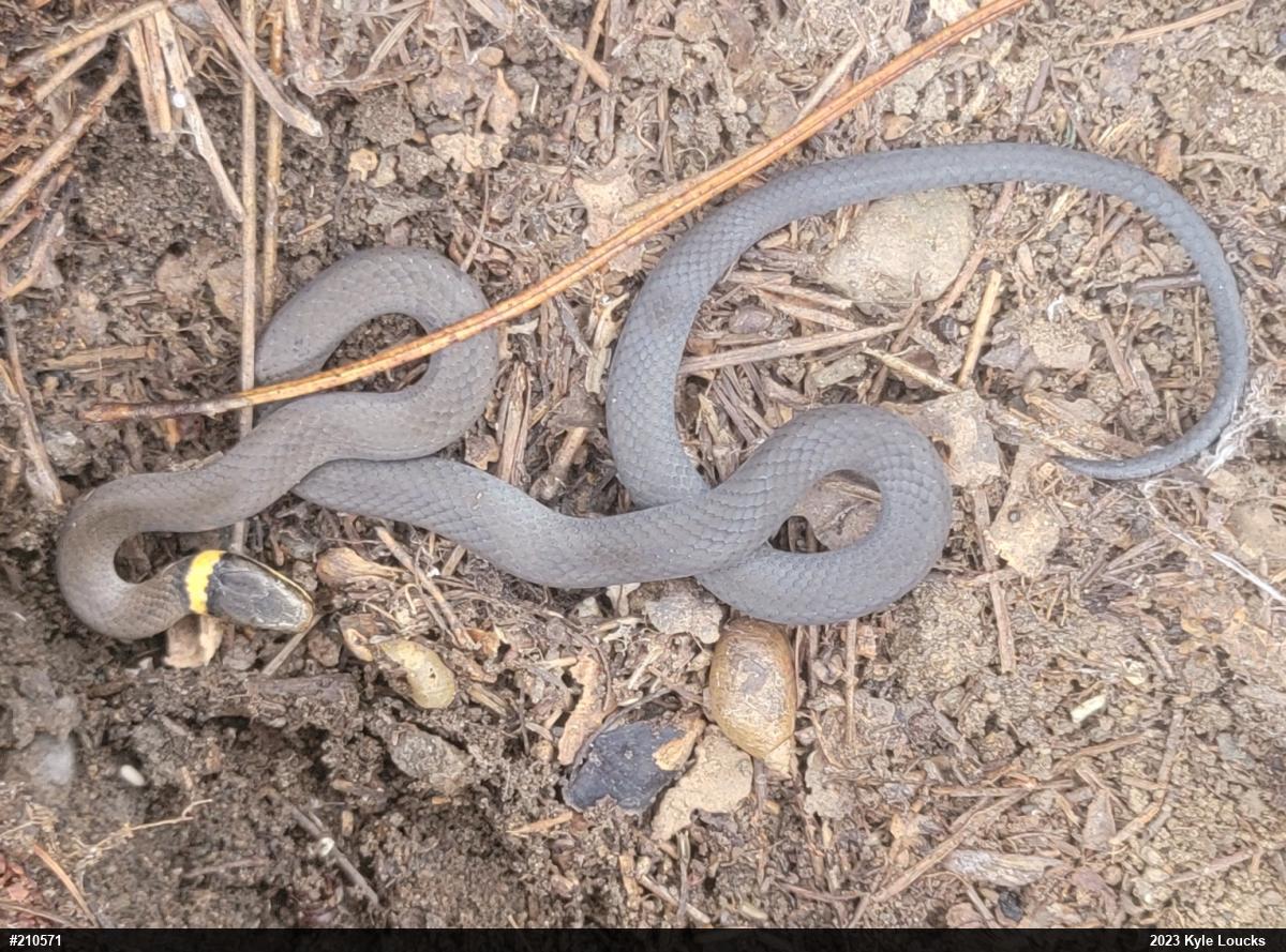 Northern Ring-necked Snake