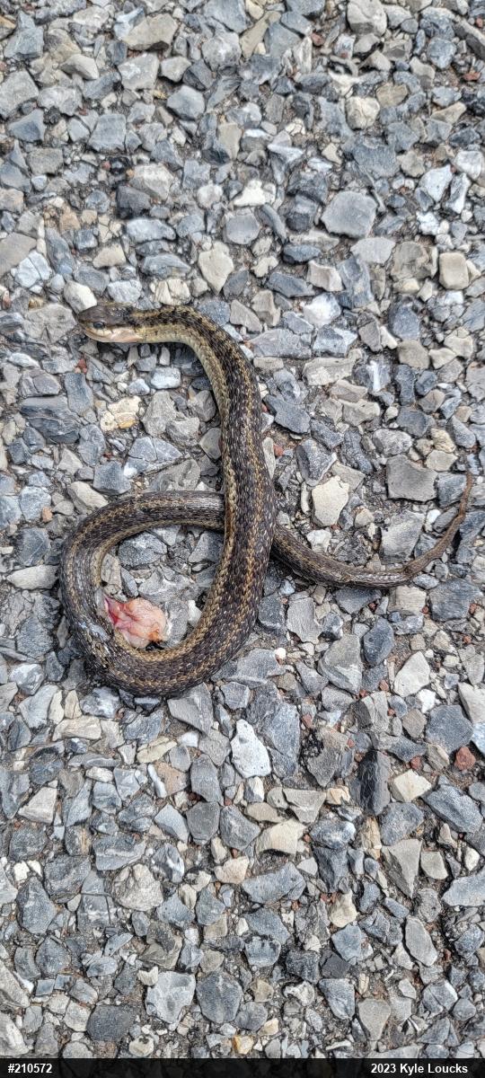 Eastern Gartersnake