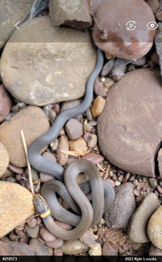 Northern Ring-necked Snake