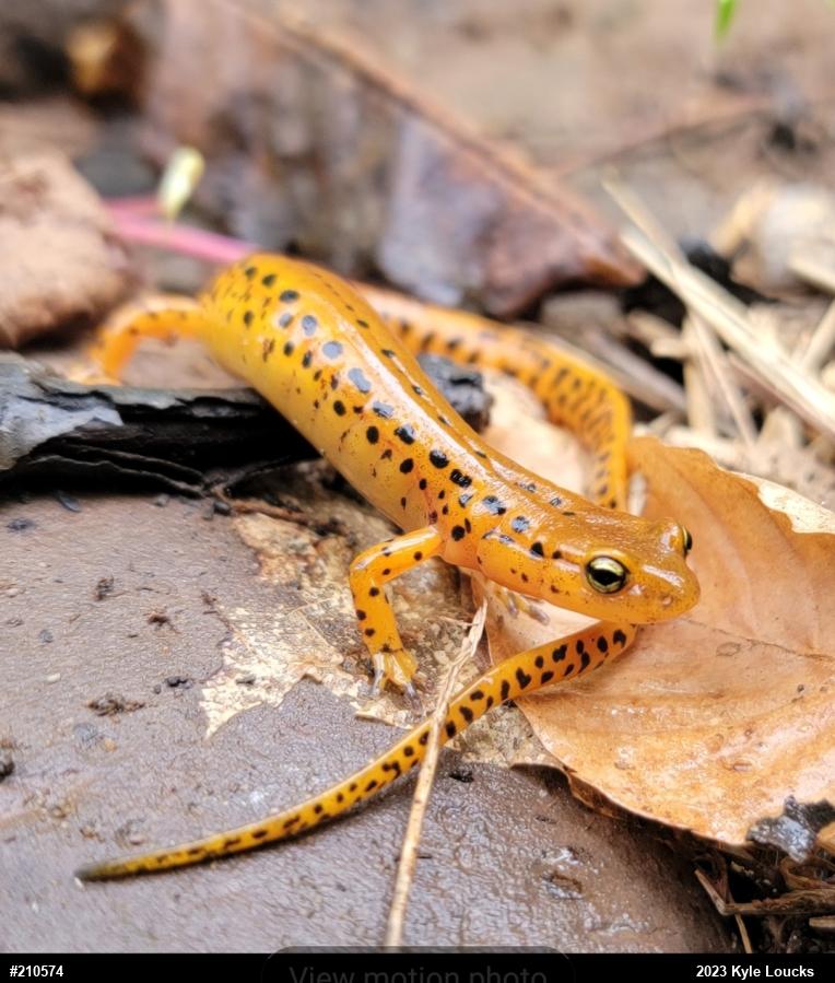 Eastern Long-tailed Salamander