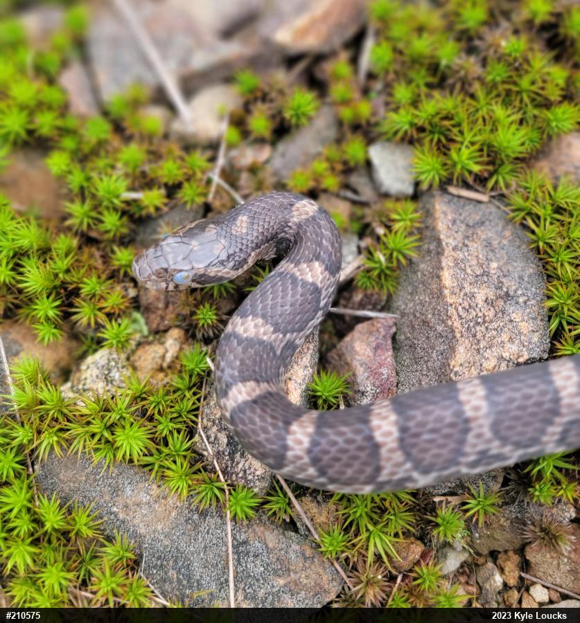 Eastern Milksnake