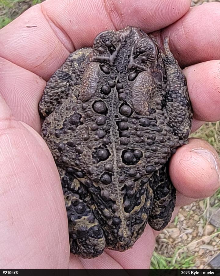 Eastern American Toad