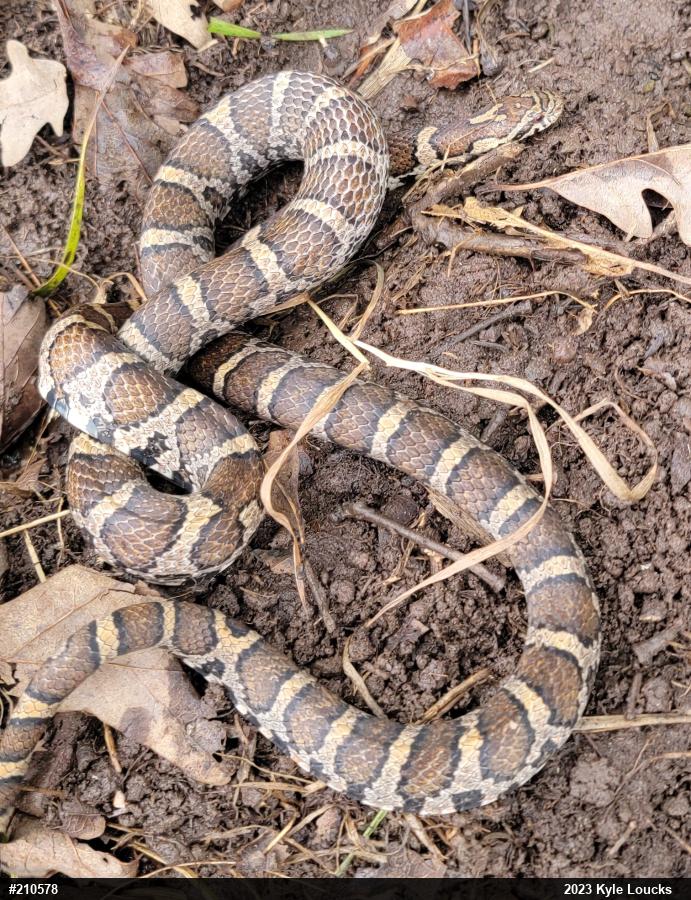 Eastern Milksnake