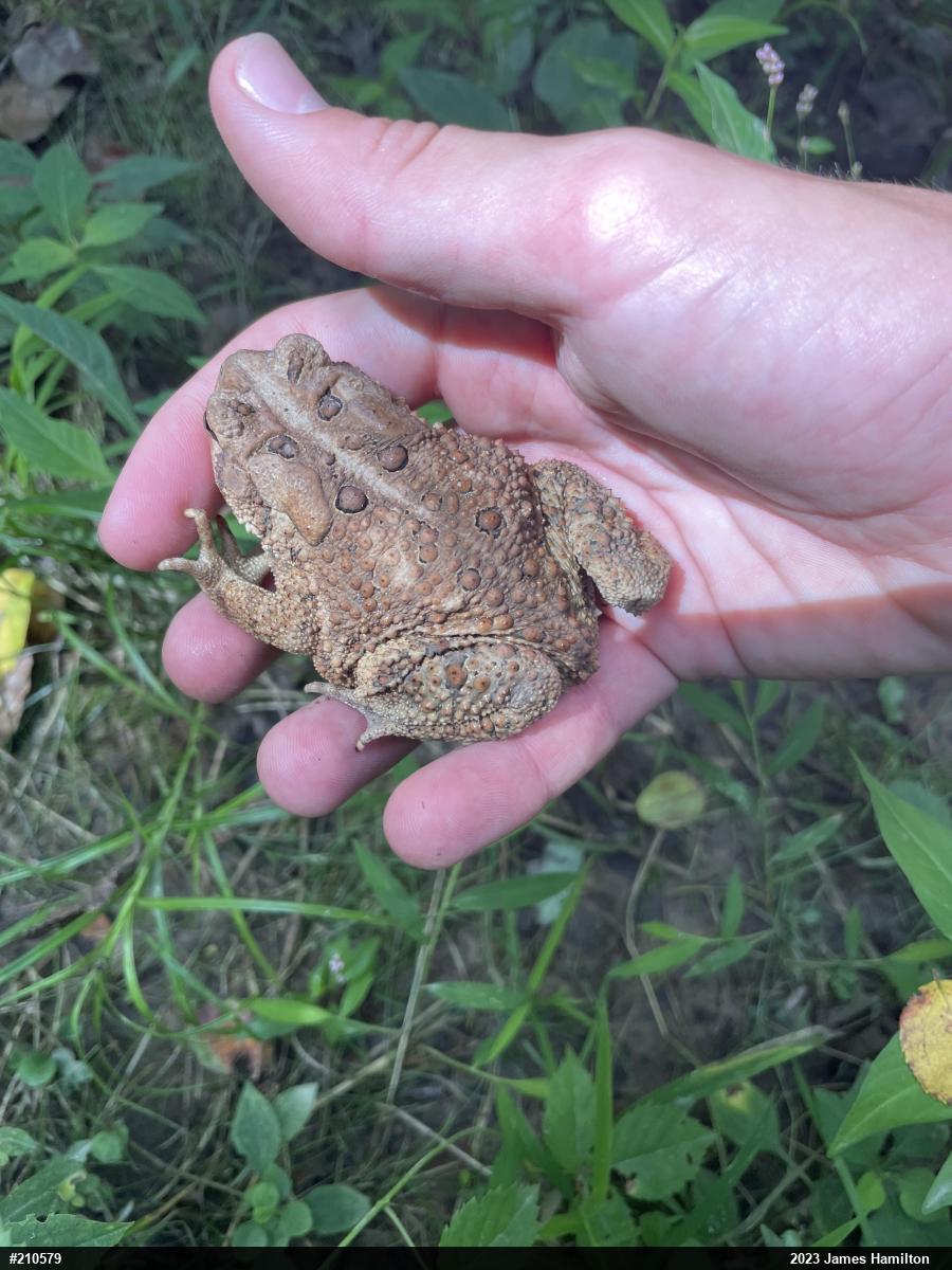 Eastern American Toad