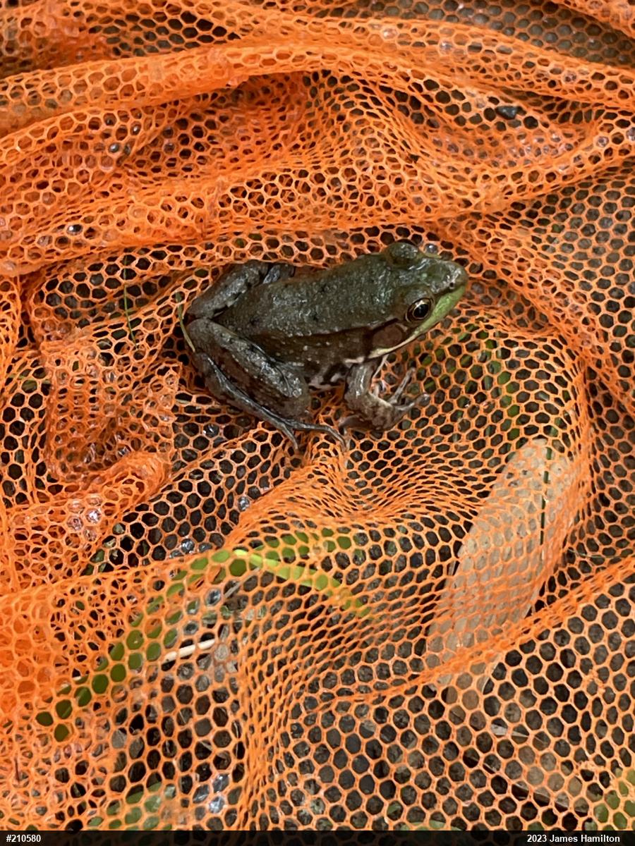 Green Frog