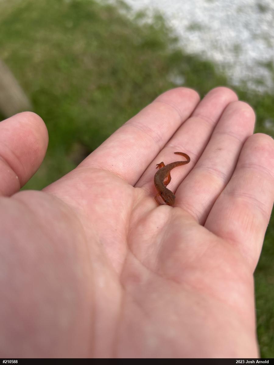 Red-spotted Newt