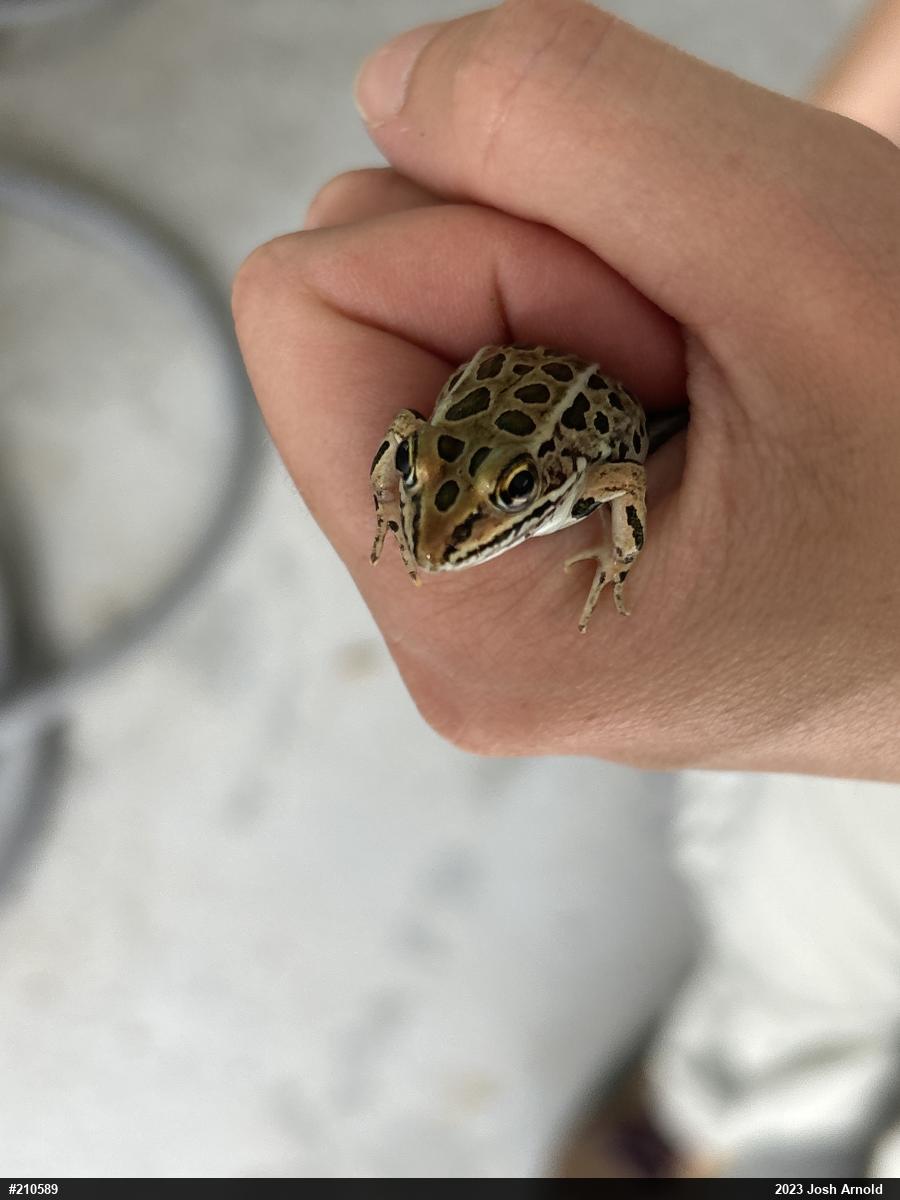 Northern Leopard Frog