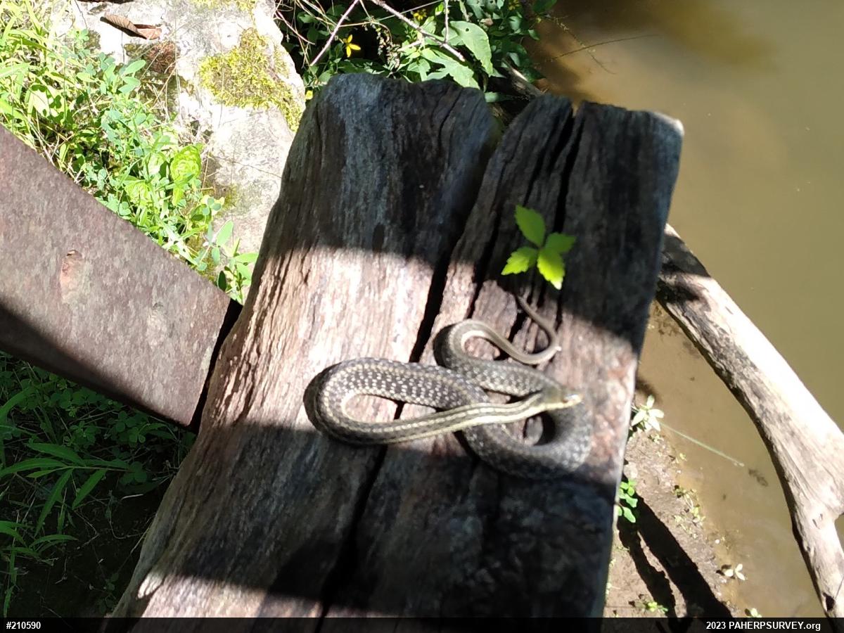 Eastern Gartersnake