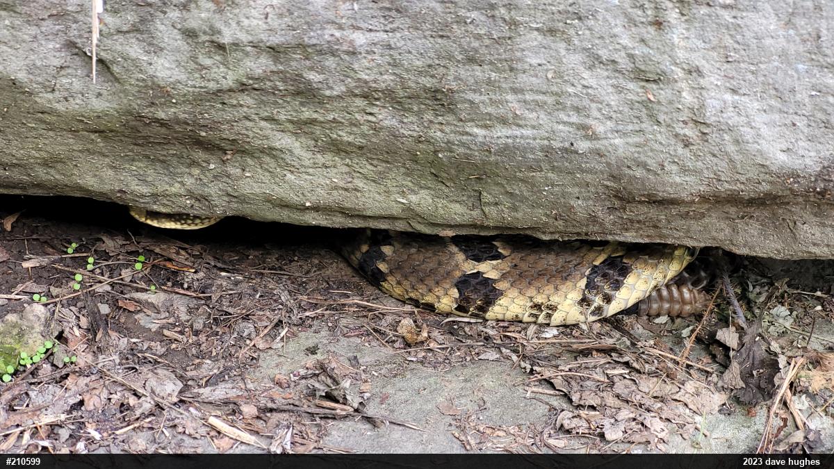 Timber Rattlesnake
