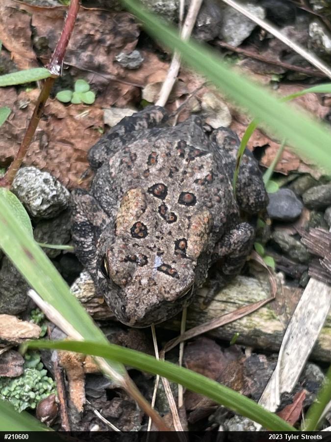 Eastern American Toad