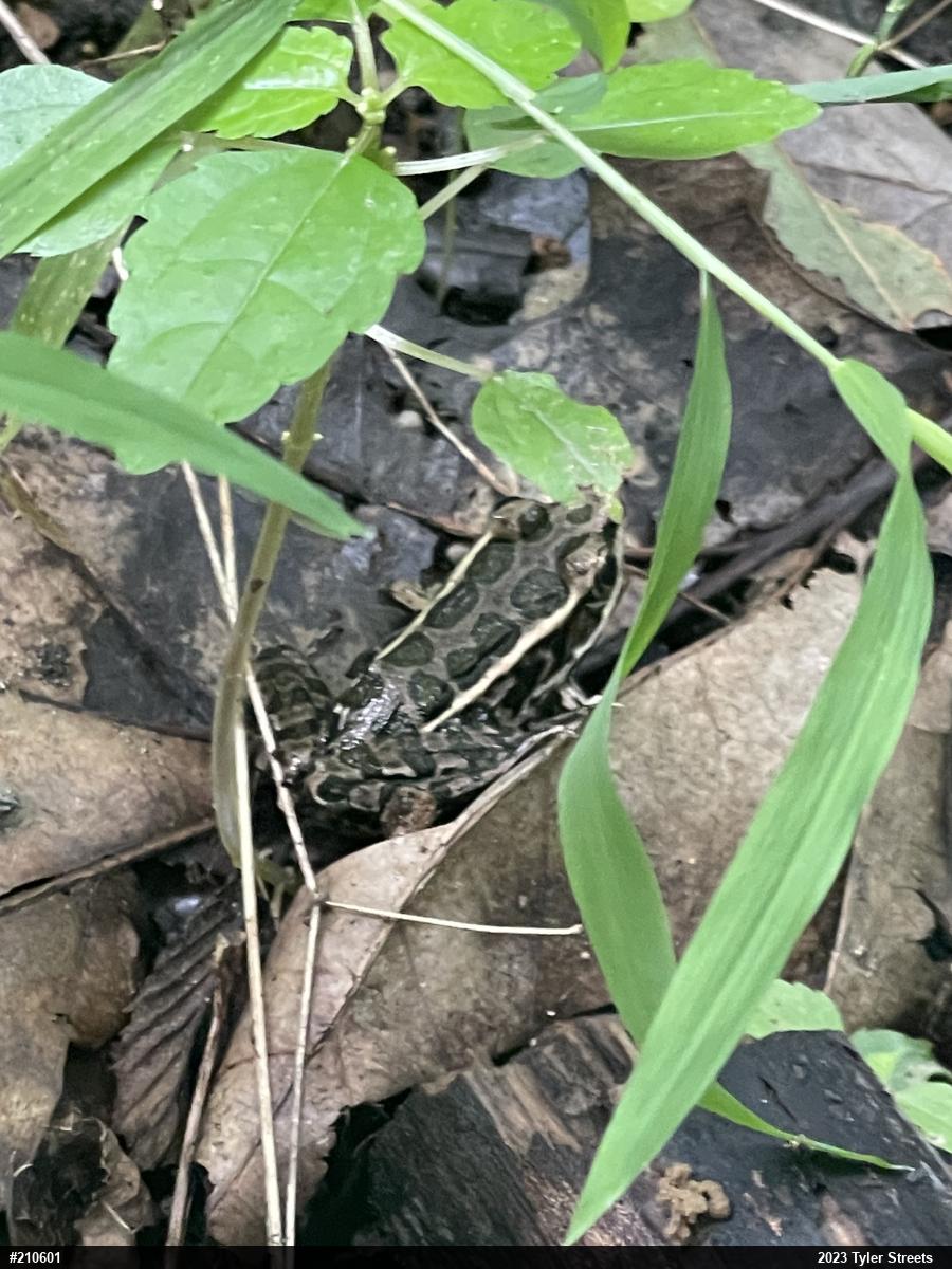 Pickerel Frog
