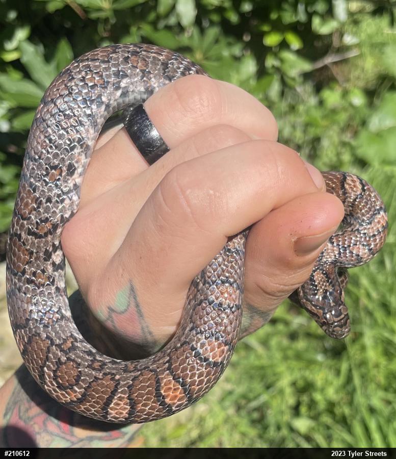 Eastern Milksnake