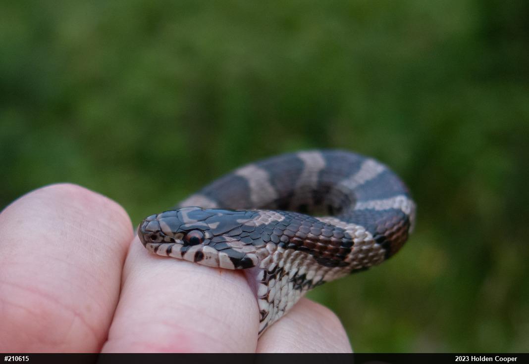 Eastern Milksnake