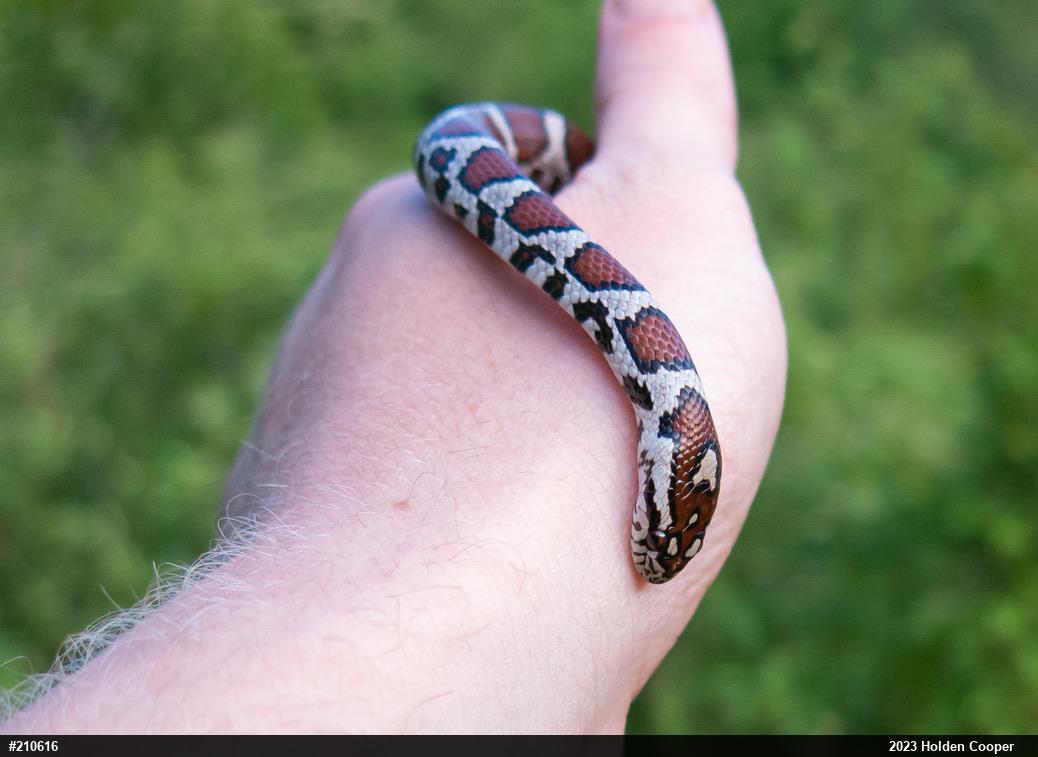 Eastern Milksnake