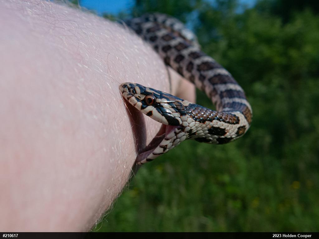 Eastern Milksnake