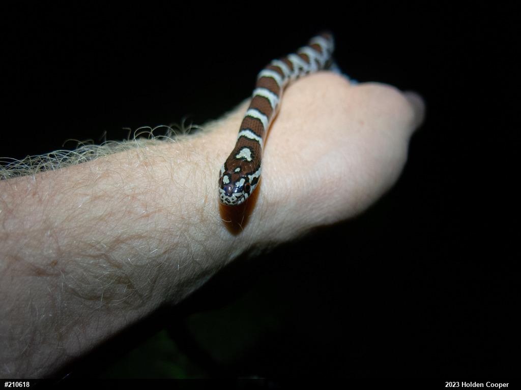 Eastern Milksnake