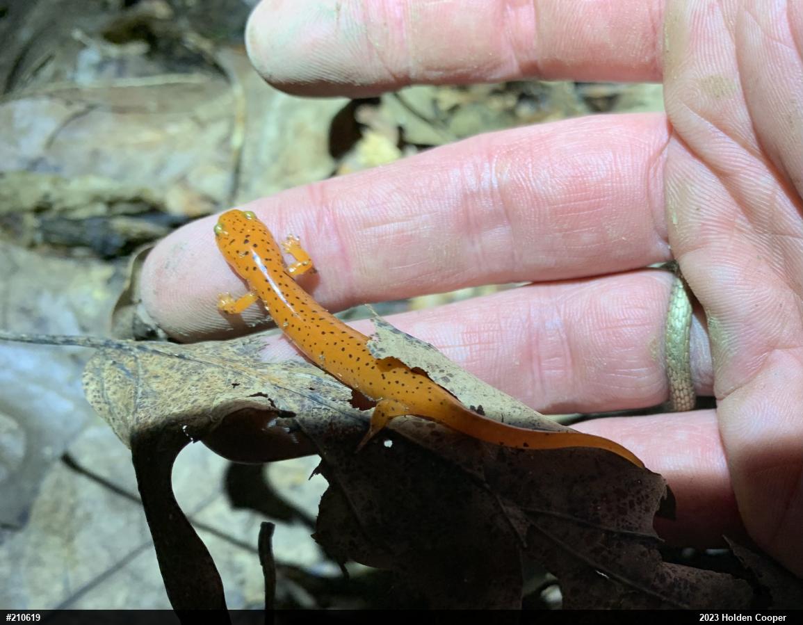 Northern Red Salamander