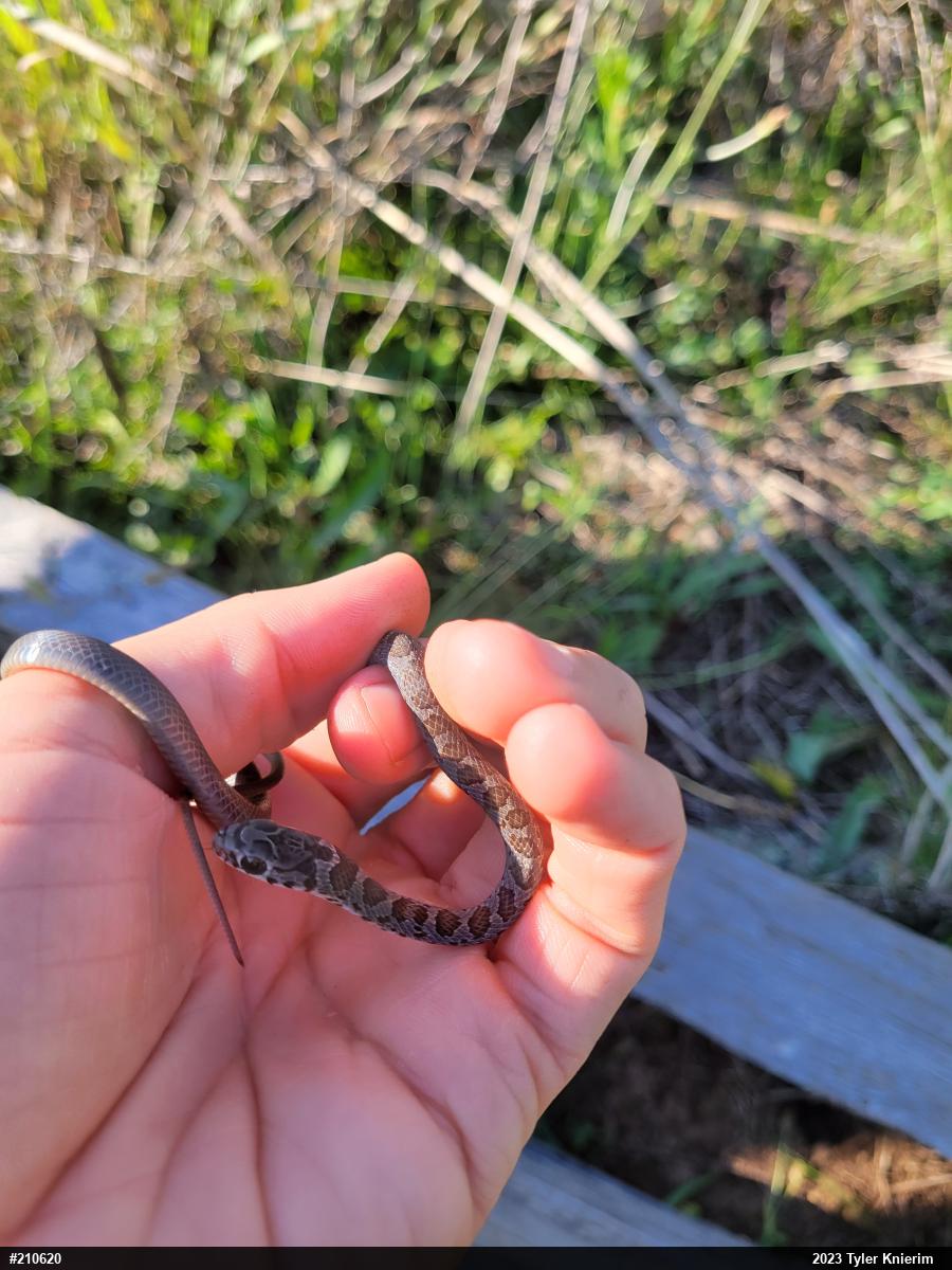 Northern Black Racer