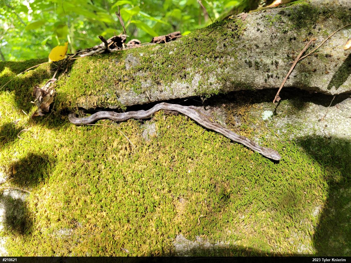 Eastern Ratsnake