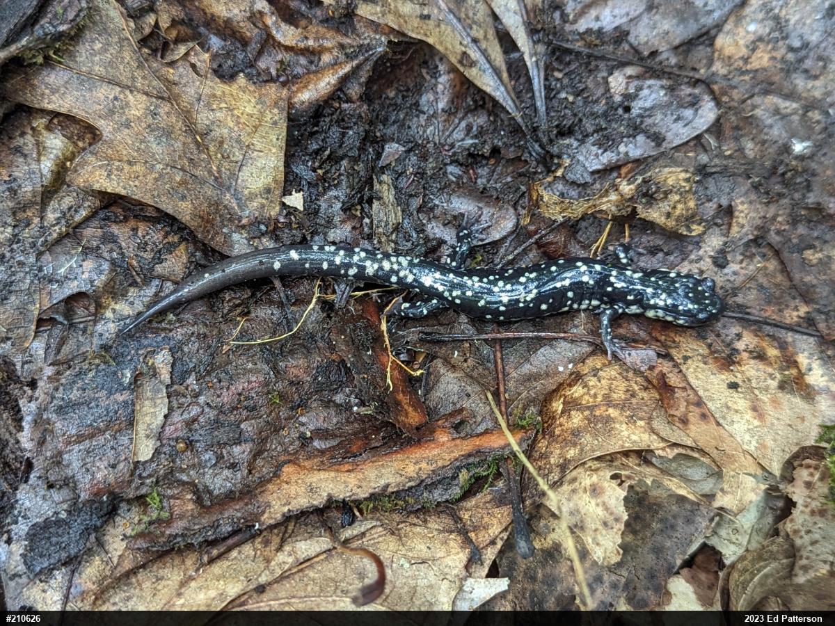 Northern Slimy Salamander