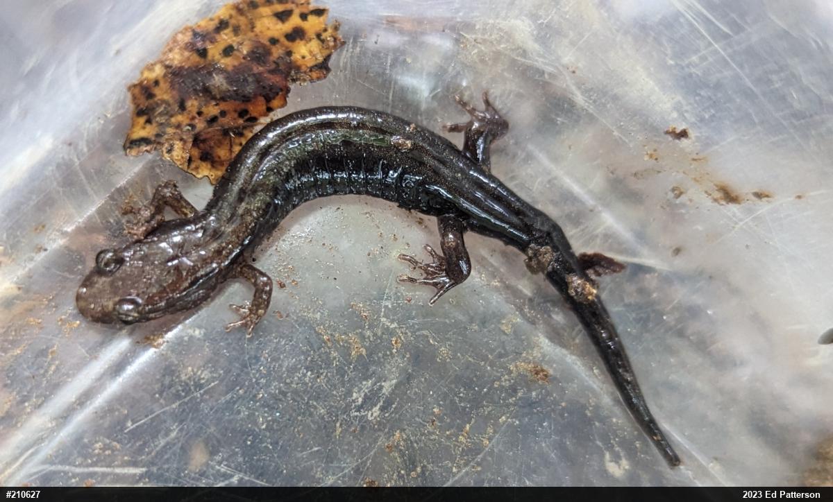 Allegheny Mountain Dusky Salamander