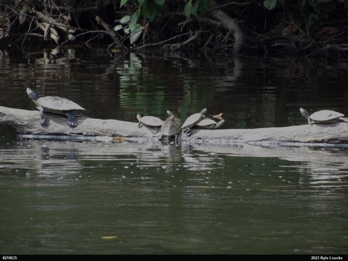 Northern Map Turtle