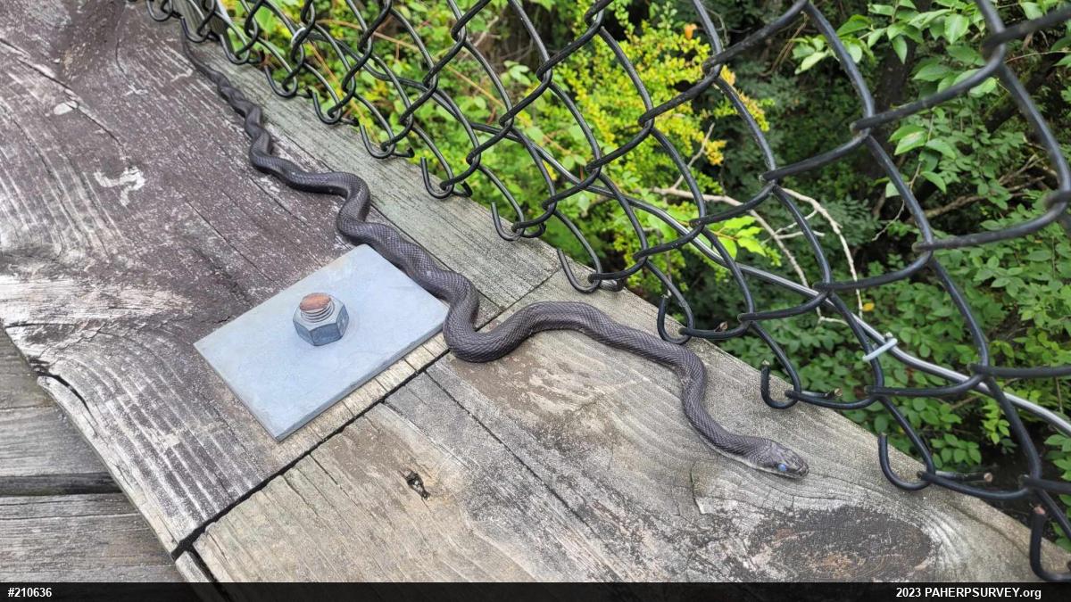 Eastern Ratsnake