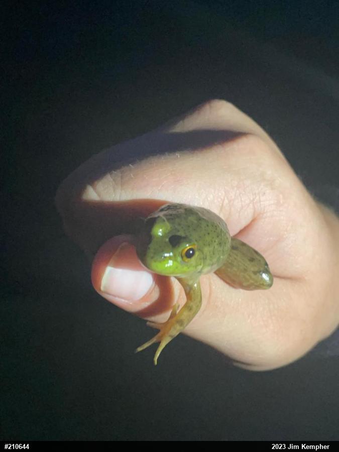 American Bullfrog