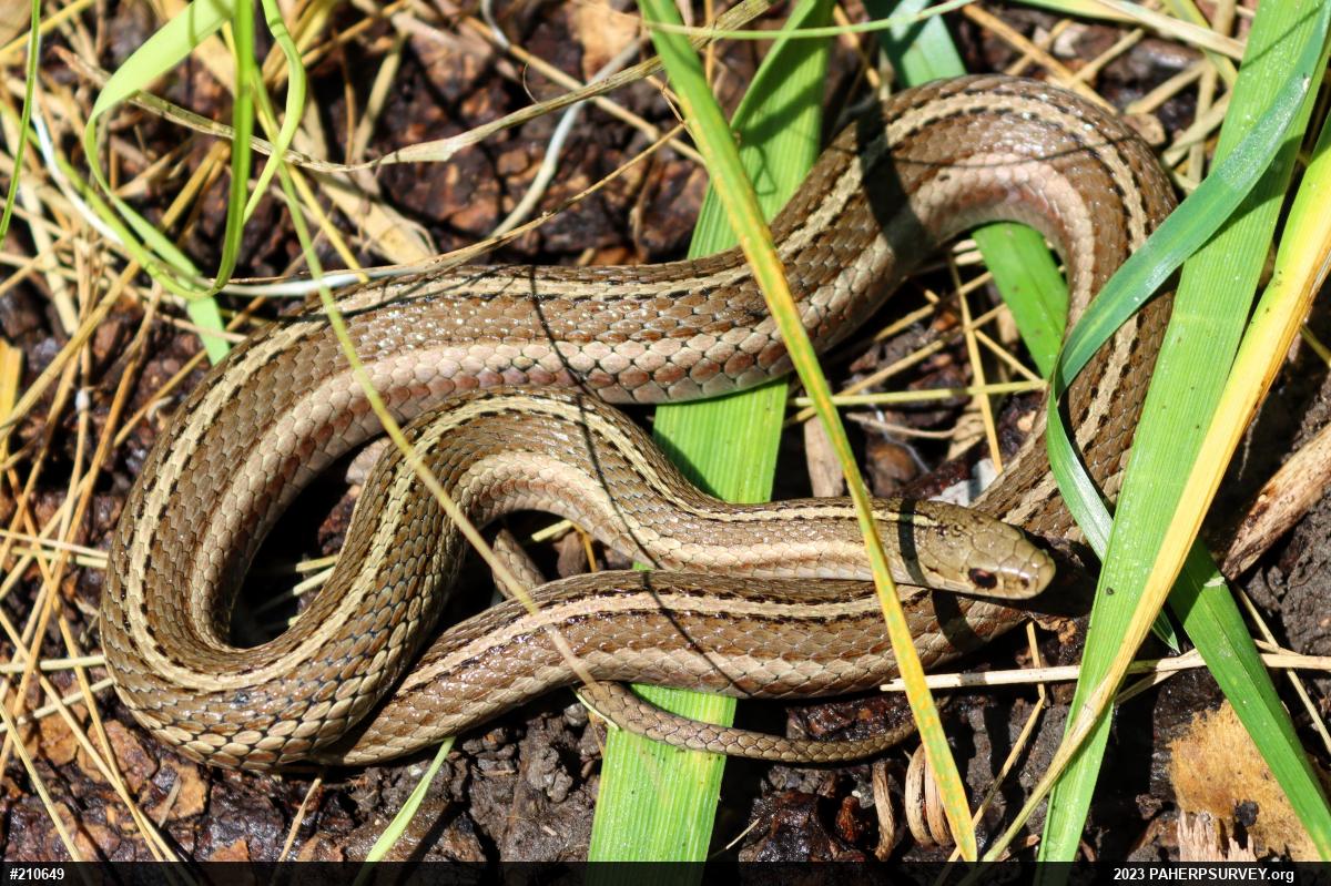 Shorthead Gartersnake