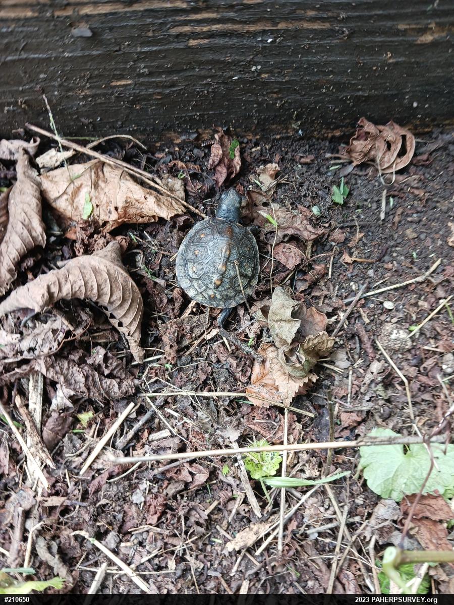 Eastern Box Turtle