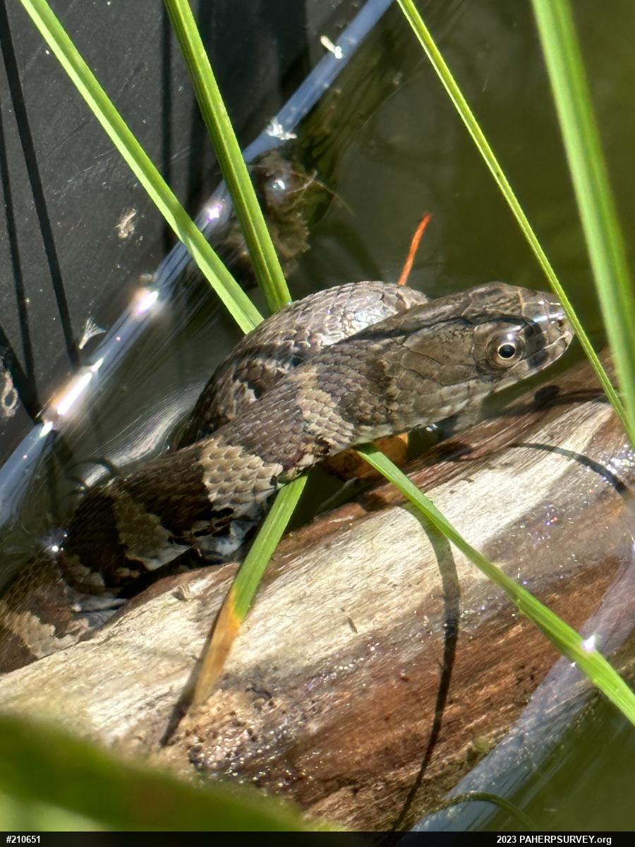 Northern Watersnake