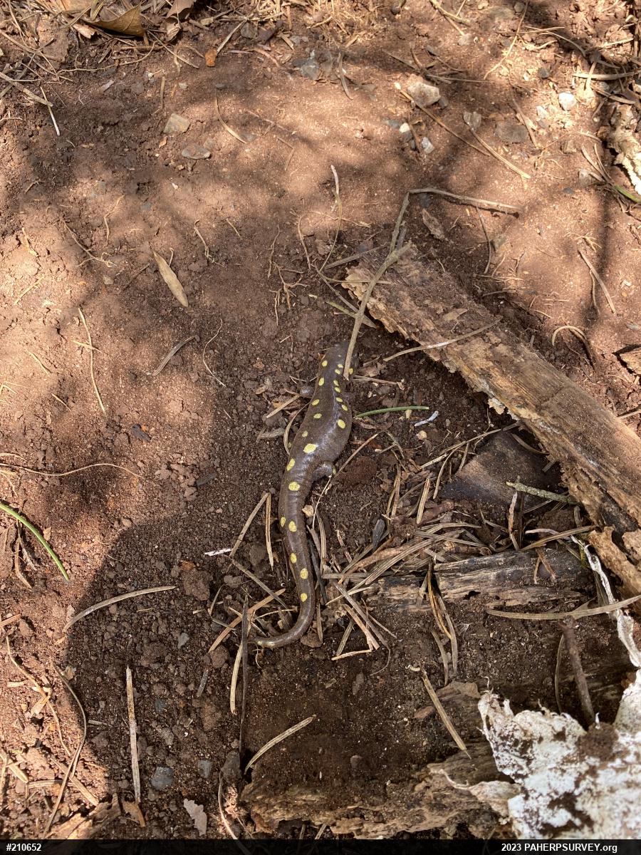 Spotted Salamander